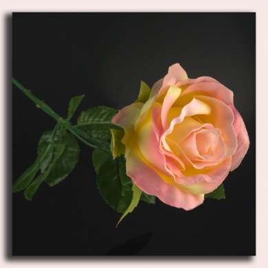 GR280 Róża - główka Pink/Yellow